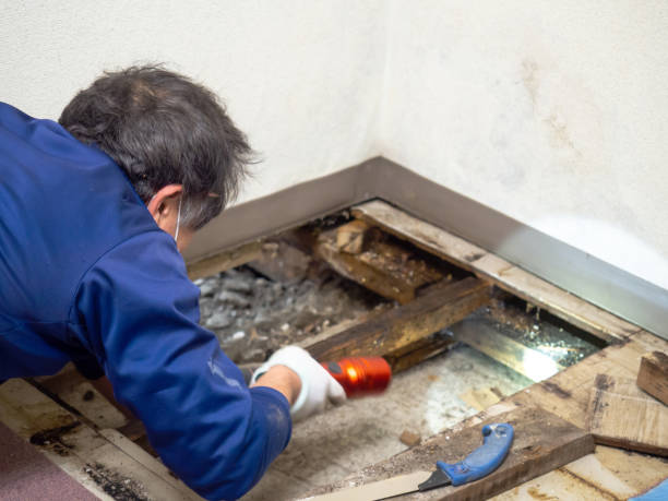 Best Mold Remediation Experts  in Post Falls, ID