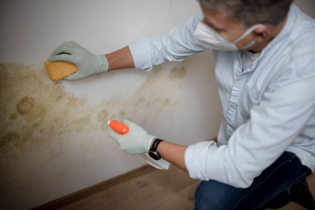 Best Certified Mold Removal  in Post Falls, ID