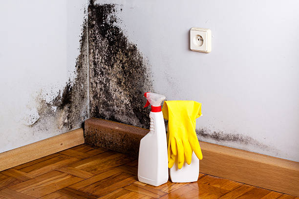 Best Professional Mold Removal  in Post Falls, ID