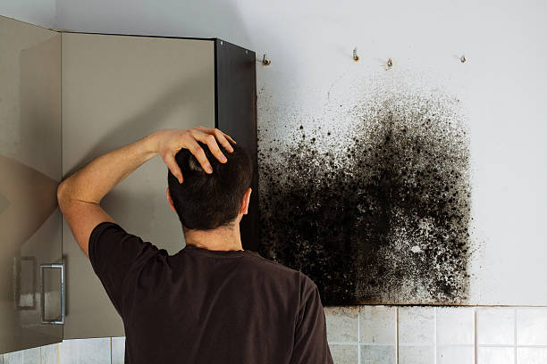 Post Falls, ID Mold Removal Company
