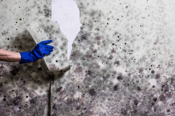Home Mold Removal in Post Falls, ID
