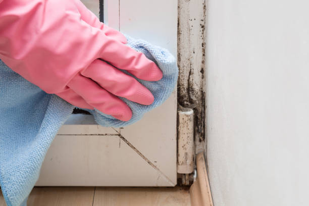 Best Residential Mold Removal  in Post Falls, ID