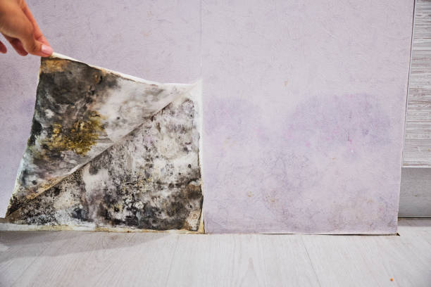Best Best Mold Removal Companies  in Post Falls, ID